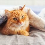 Consejos para Cuidar de tu Gato en Casa: Los 10 Mejores Trucos para Proteger a tu Mascota