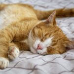 ¿Por qué los gatos son tan adictos al sueño? Descubre la razón científica